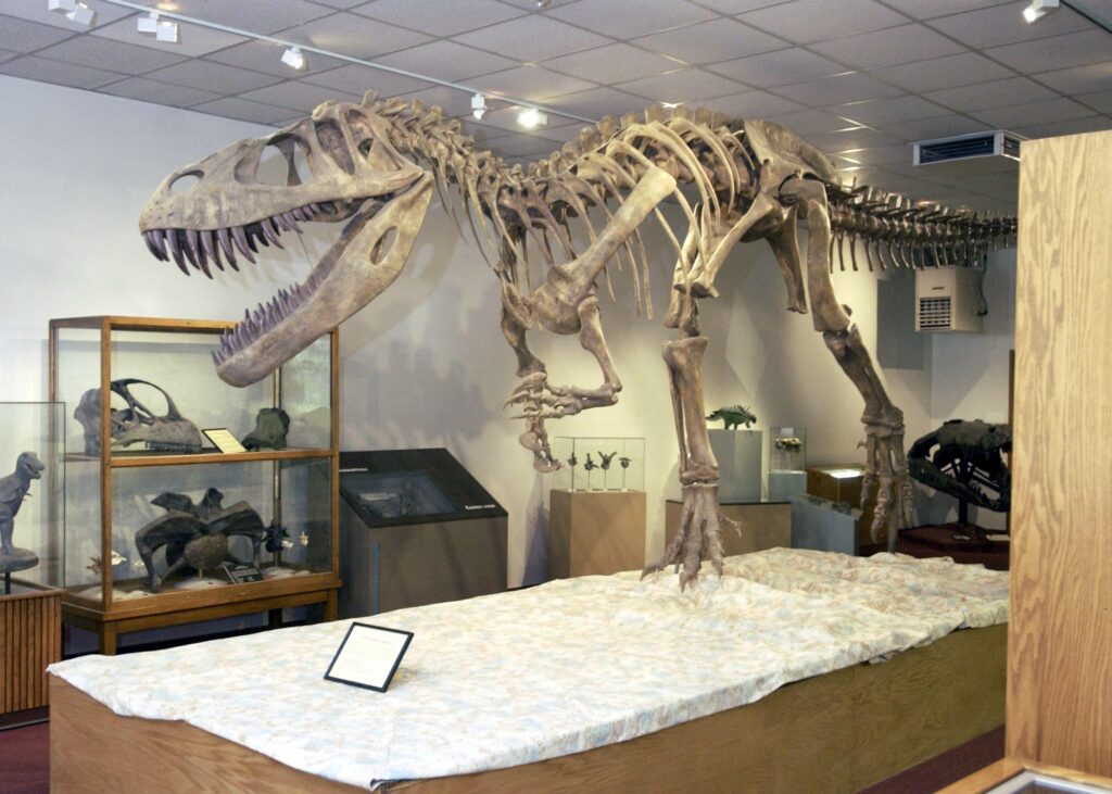 BYU Museum of Paleontology Dino Bones