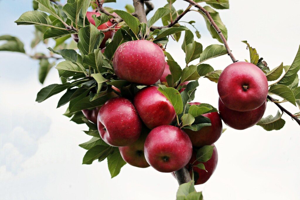 Apples on a tree